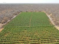 Operação mira tráfico de armas e drogas do Comando Vermelho em 6 estados