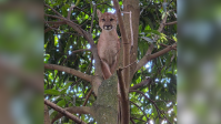 Onça-parda entra em chácara, sobe em árvore e é capturada em GO