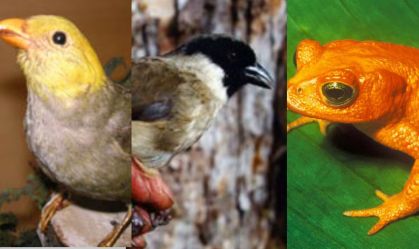 Aumenta a lista de animais que desapareceram da Terra; veja a relação