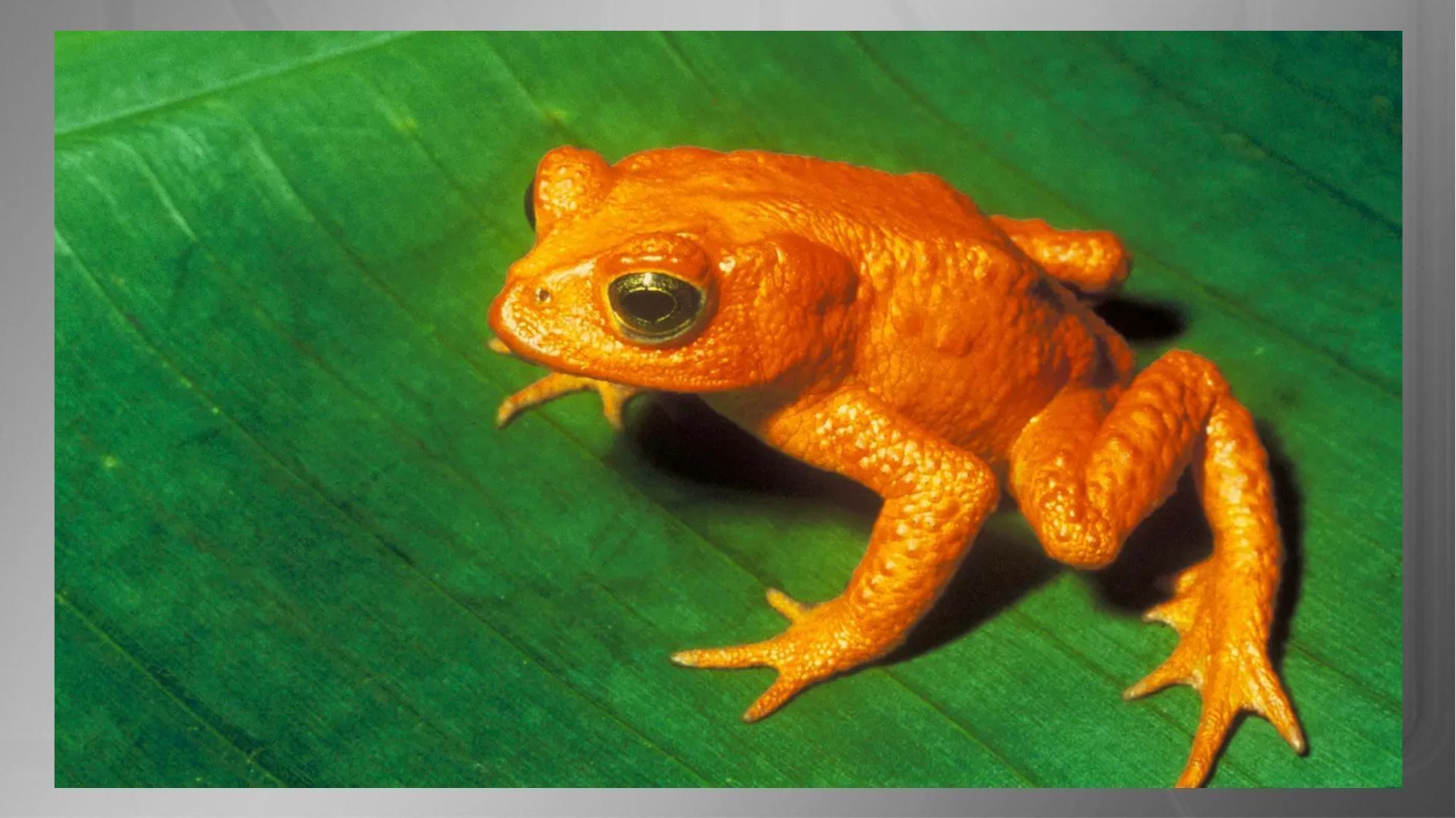 Uma das inúmeras vítimas das mudanças climáticas causadas pelo homem, o sapo-dourado recebeu esse nome por sua cor marcante • Serviço de Pesca e Vida Selvagem dos EUA