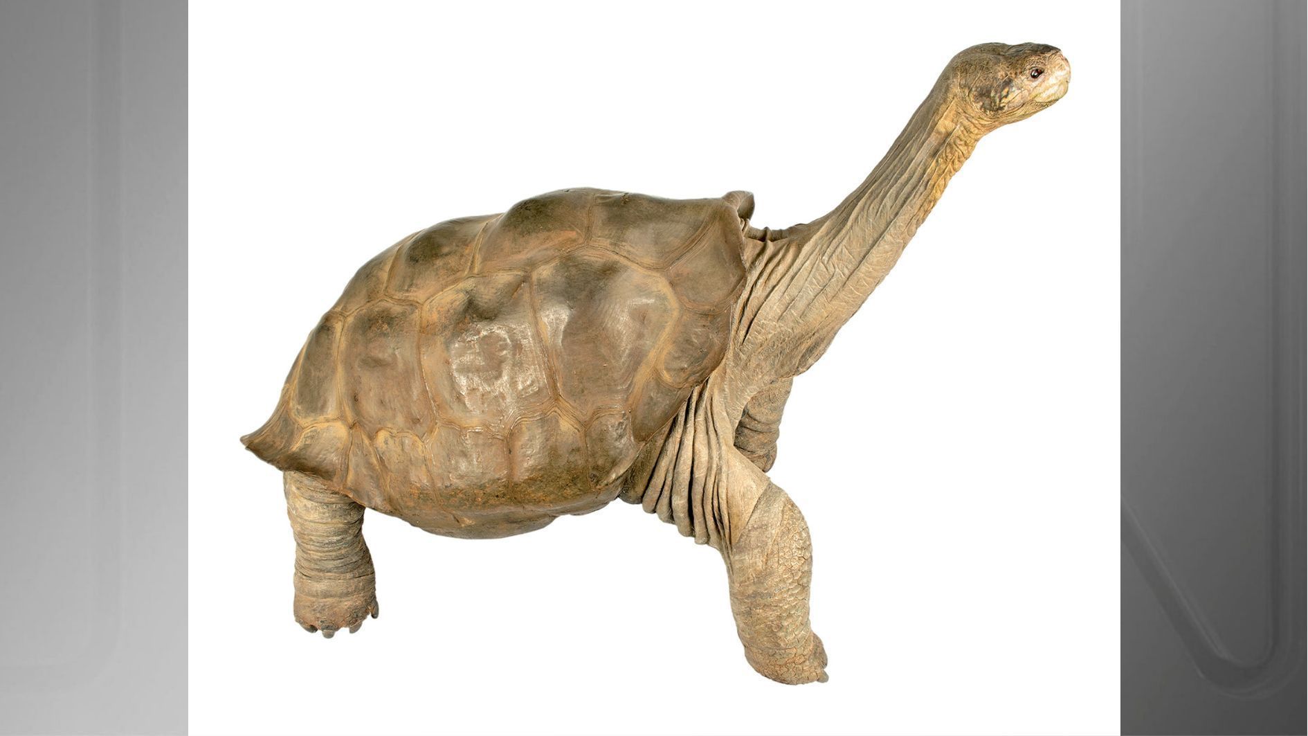 Também conhecida como tartaruga-da-ilha-de-Pinta , esta espécie foi avaliada e declarada extinta em 2015. • Reptiles of Ecuador