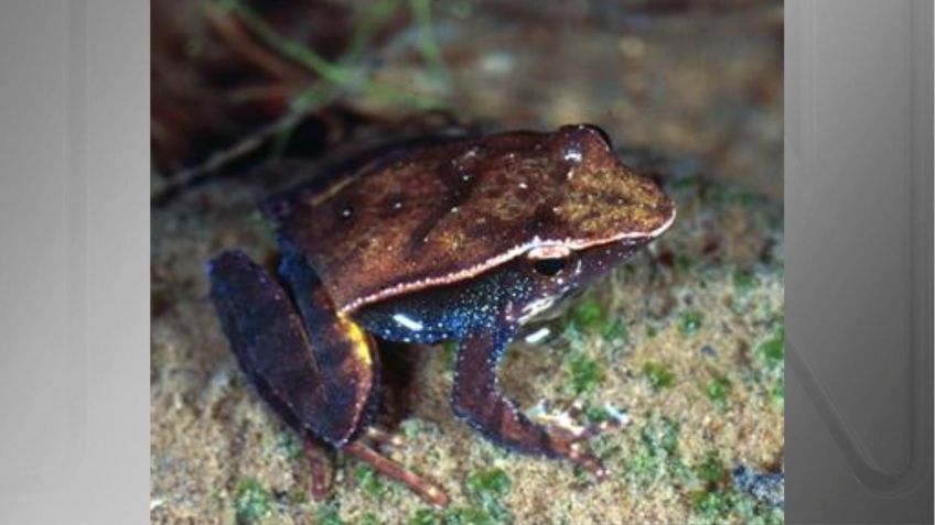 Oficialmente declarada extinta em 2021 , pesquisadores descobriram que a rã-da-neblina-da-montanha pereceu devido aos efeitos do fungo quitrídio Batrachochytrium dendrobatidi • Frogs.org