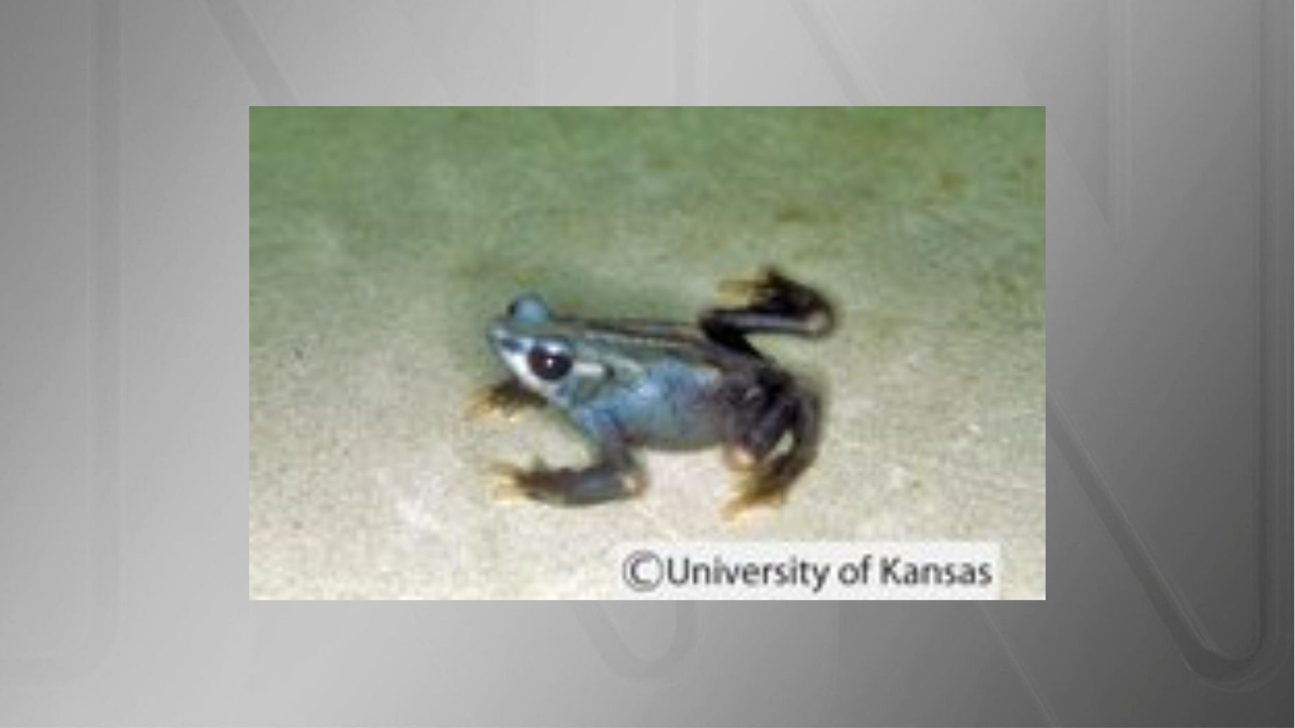 Outro anfíbio anteriormente encontrado no Panamá e na Costa Rica, este sapo habitava florestas e pântanos de alta altitude nesses dois países • Universidade de Kansas