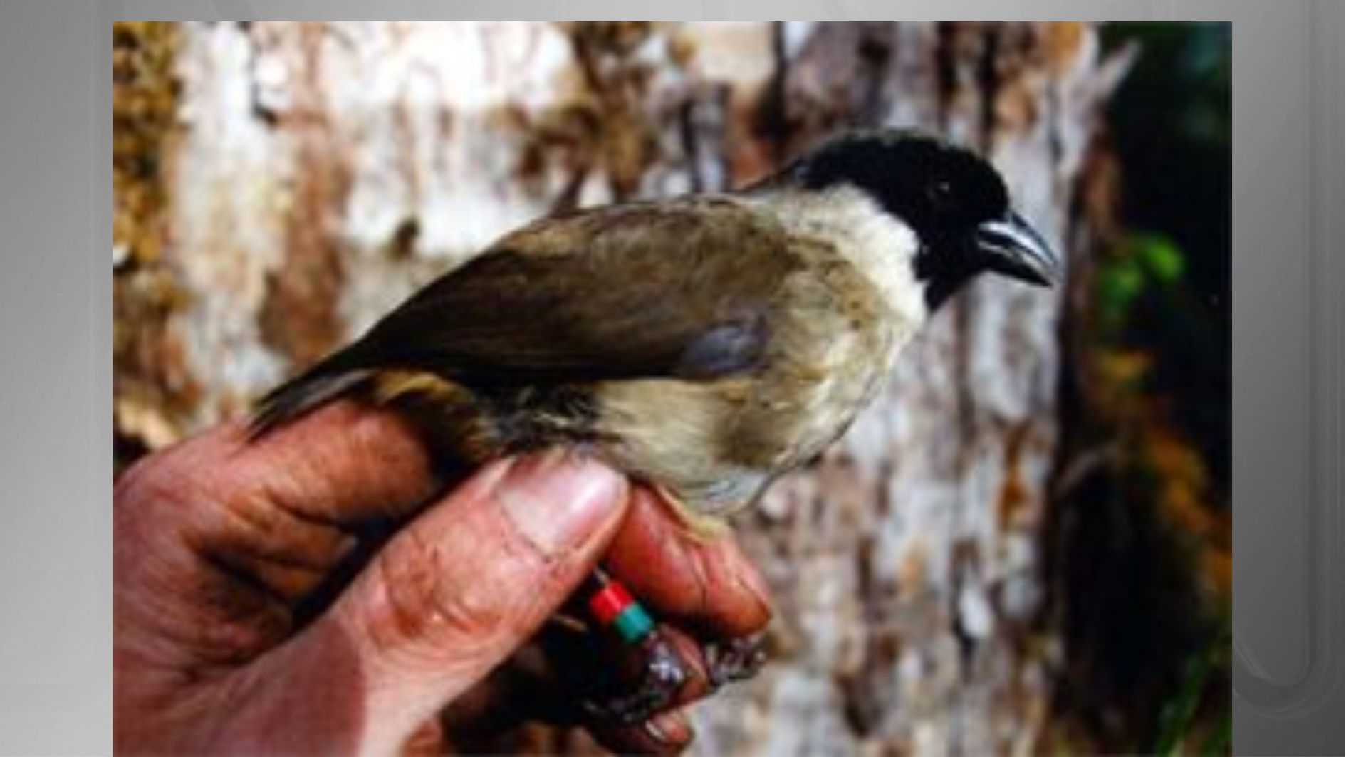 O poʻouli, uma ave encontrada nas florestas de Maui, no Havaí, só foi descoberta em 1973. • US Fish & Wildlife Service