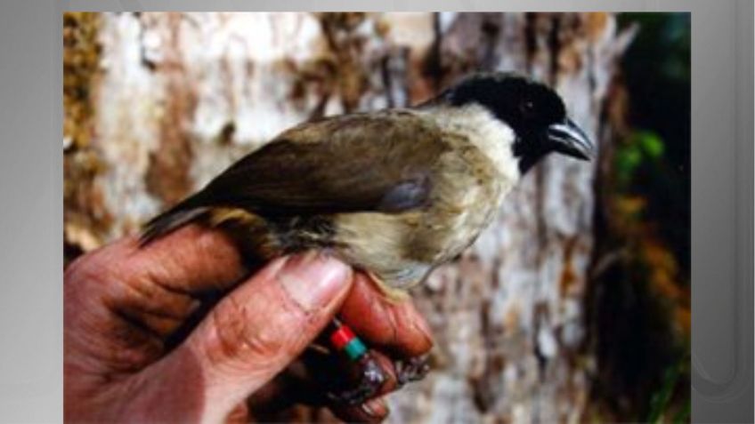 O poʻouli, uma ave encontrada nas florestas de Maui, no Havaí, só foi descoberta em 1973. • US Fish & Wildlife Service