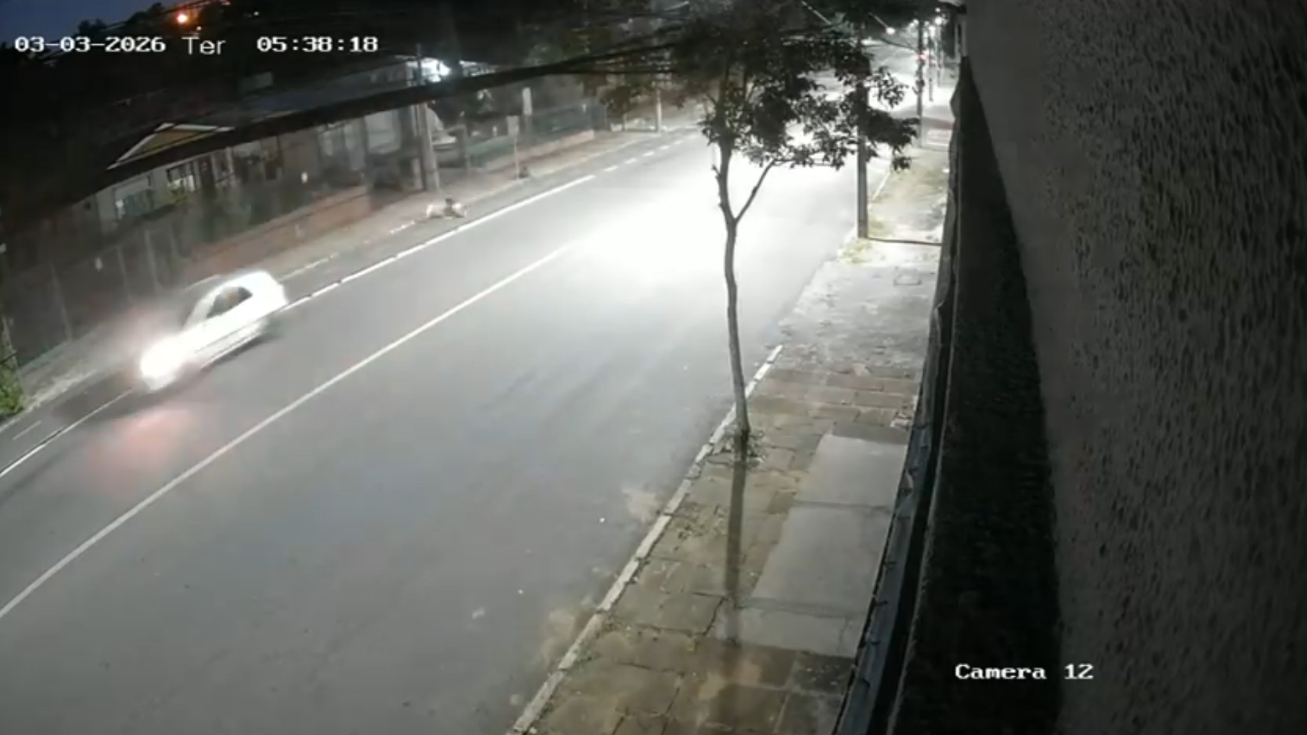 atropelamento