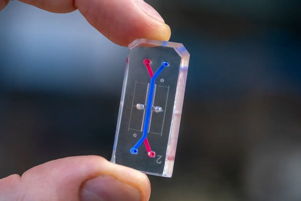 chip-de-órgão-avatar