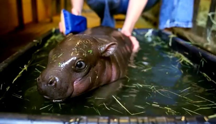 Novo filhote de hipopótamo-pigmeu chamado Jellybean, está no zoológico, aquário e parque de Safári Wildlife World, em Litchfield Park, no Arizona • Reuters
