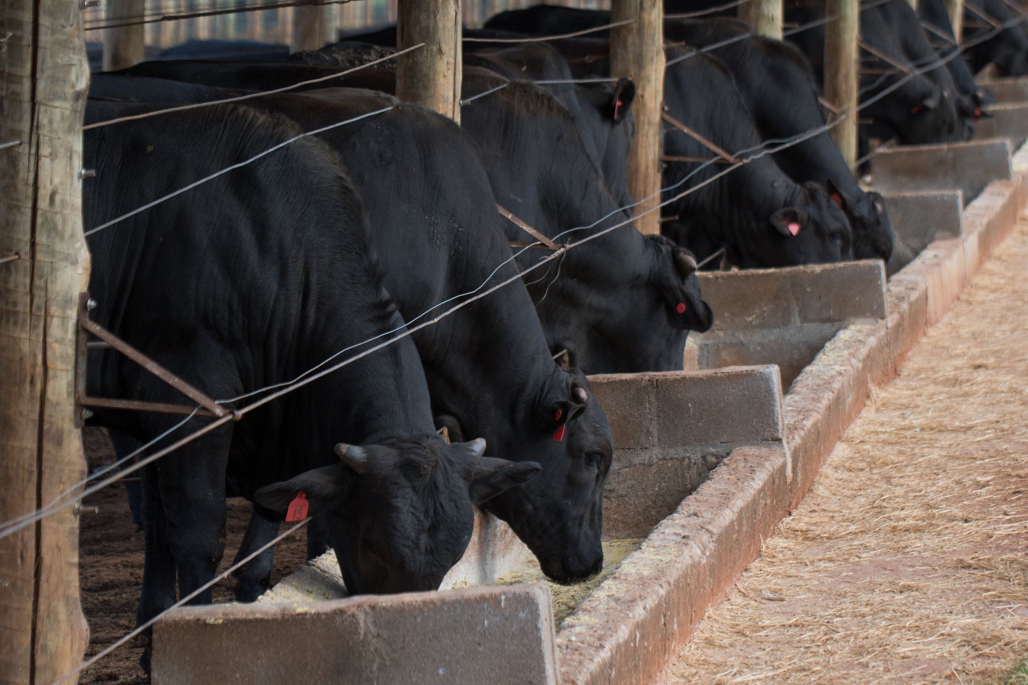 Exportação de carne brasileira para a UE corre riscos; entenda