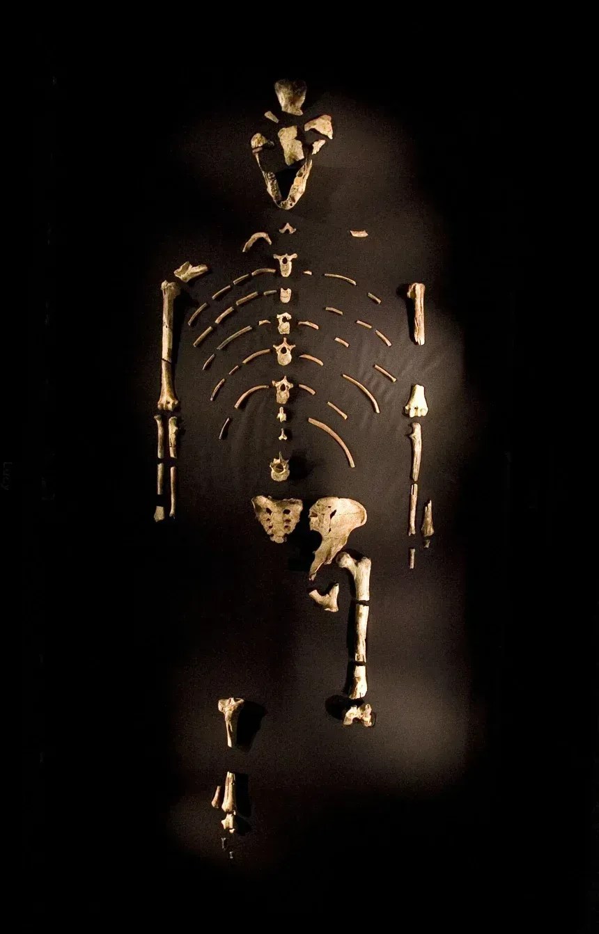 O fóssil de Lucy, cerca de 40% completo, mudou a forma como os pesquisadores entendiam a evolução humana • Dave Einsel/Getty Images