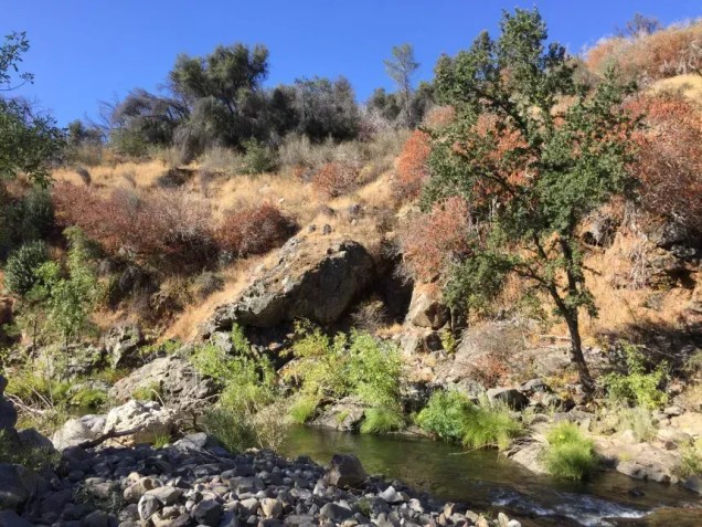 Um riacho na Califórnia é povoado por flores-macaco, que foram estudadas em uma pesquisa recém-publicada • Daniel Anstett
