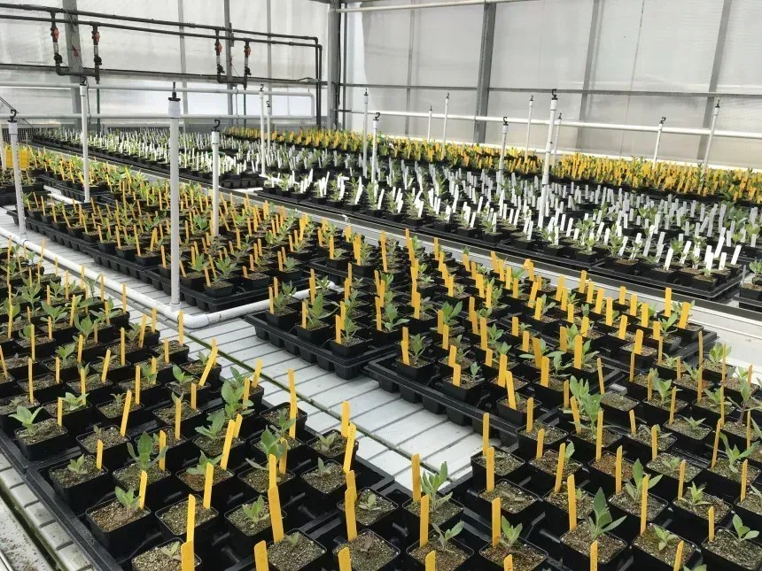 As plantas de flor-de-macaco foram cultivadas em laboratório a partir de sementes coletadas na natureza • Daniel Anstett