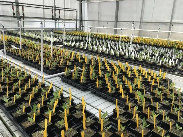 As plantas de flor-de-macaco foram cultivadas em laboratório a partir de sementes coletadas na natureza • Daniel Anstett