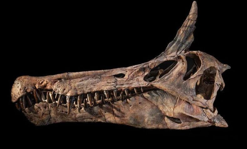 Réplica do crânio do recém-descoberto Spinosaurus mirabilis • Keith Ladzinsk/Universidade de Chicago