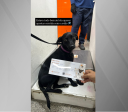 Cachorra foge na pista de Congonhas e paralisa aeroporto por 10 minutos