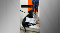 Cachorra foge em Congonhas e paralisa aeroporto por quase dez minutos