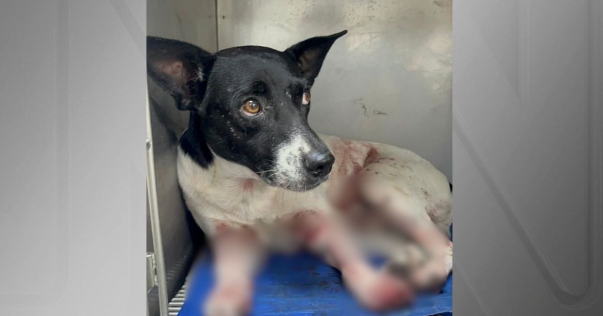 Cão é baleado no RJ; estado registra recorde de denúncia de maus-tratos