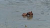 Capivaras em clima de romance aparecem "namorando" em lago do RJ; veja