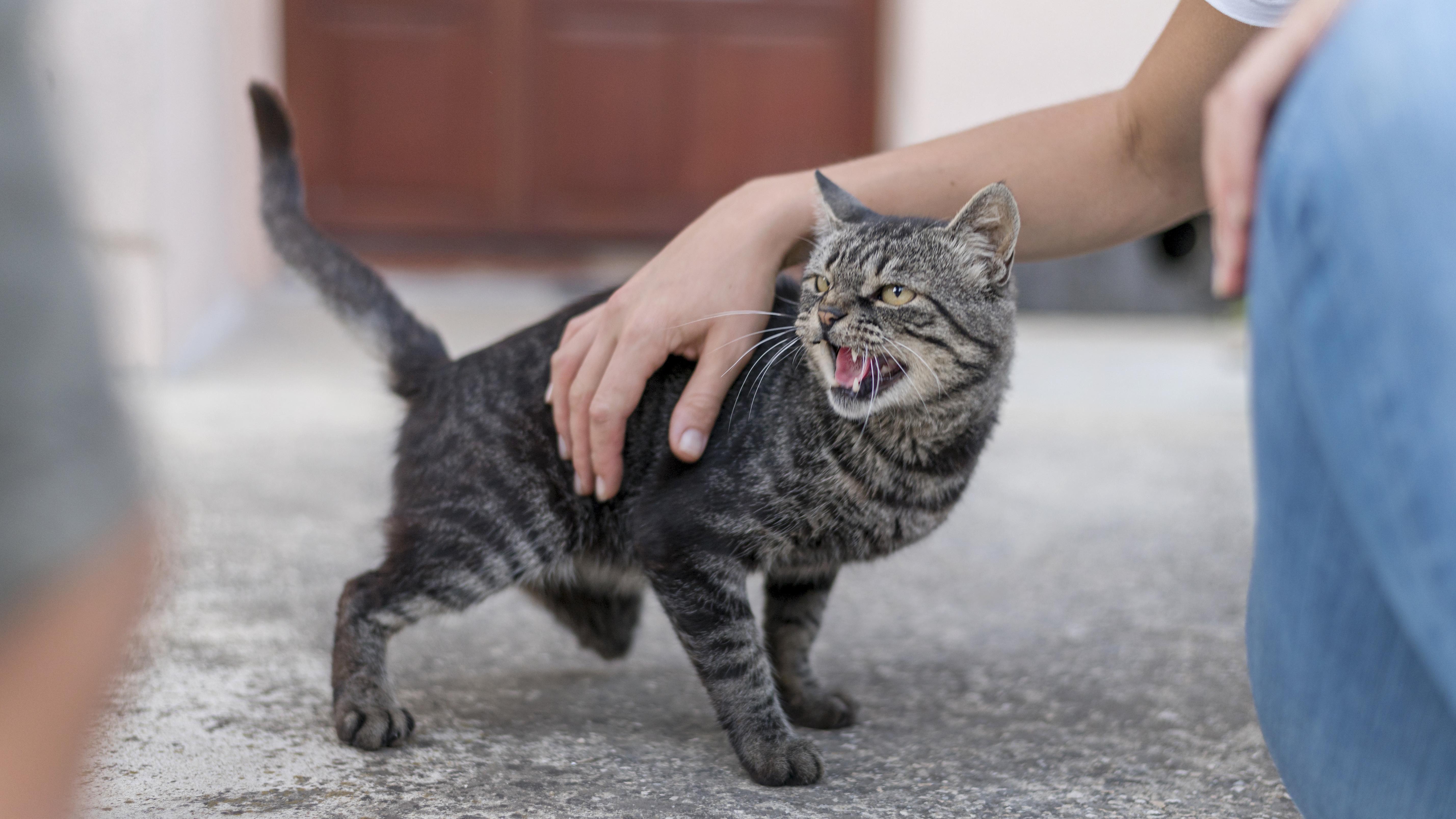 O-estresse-pode-matar-seu-gato