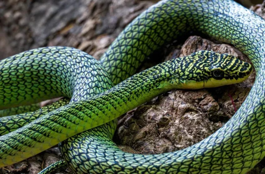 Uma cobra voadora, documentada durante a expedição • Phyroum Chourn/Fauna e Flora