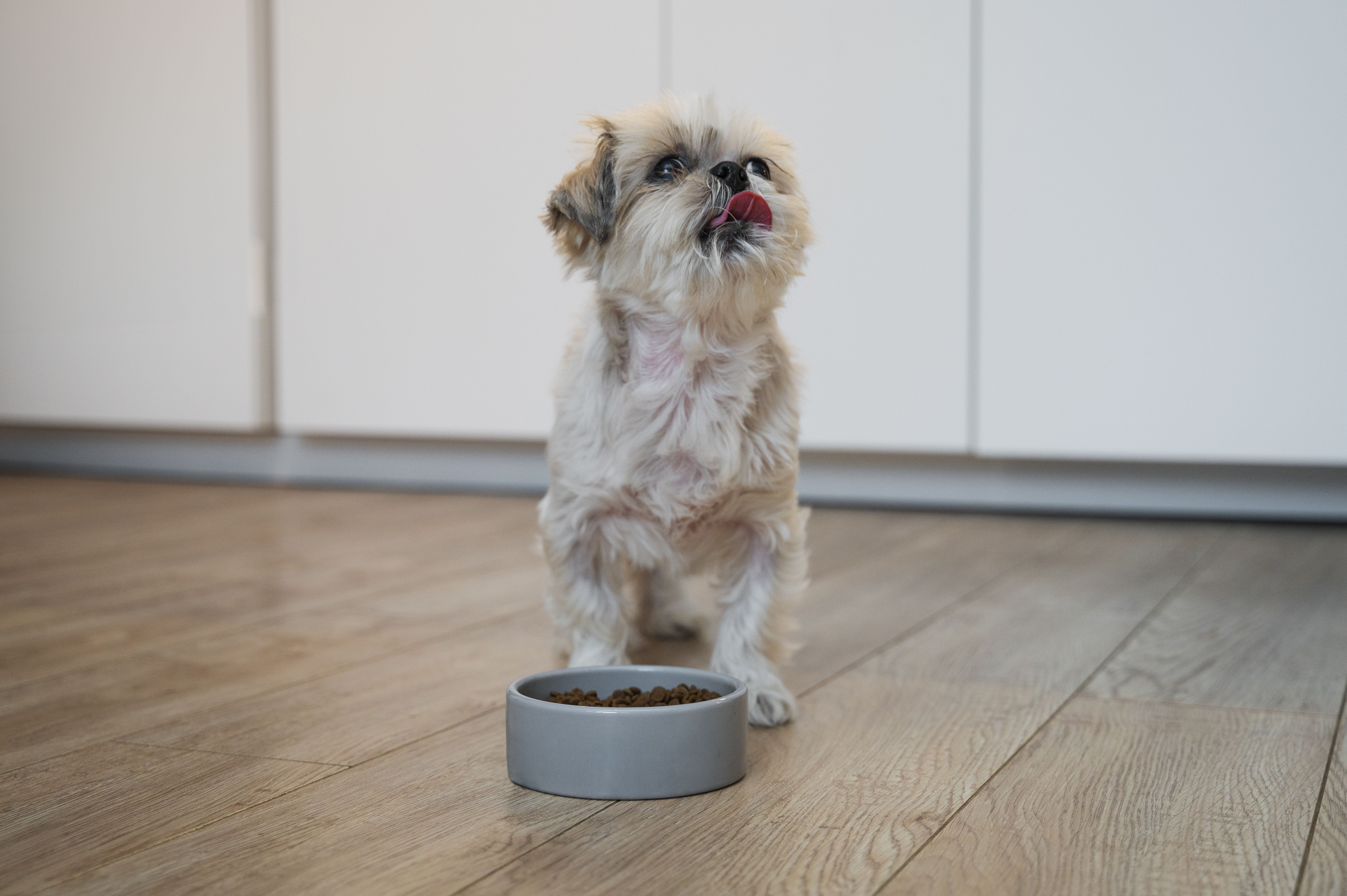 Como-escolher-a-alimentação-ideal-para-cães-e-gatos