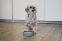 Como escolher a alimentação ideal para cães e gatos