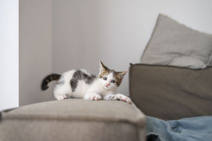 Como-adaptar-a-casa=com-segurança-para-receber-um-pet