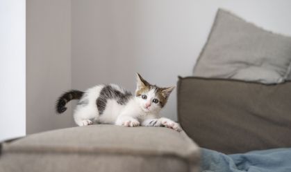 Como-adaptar-a-casa=com-segurança-para-receber-um-pet