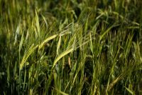 Safra recorde de cevada move expansão da indústria de bebidas no Paraná