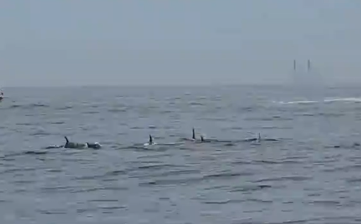 vídeo-golfinhos-rj