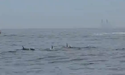 vídeo-golfinhos-rj
