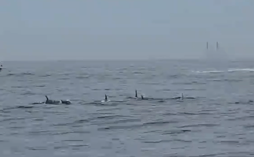 Grupo de golfinhos é visto em Ipanema no RJ