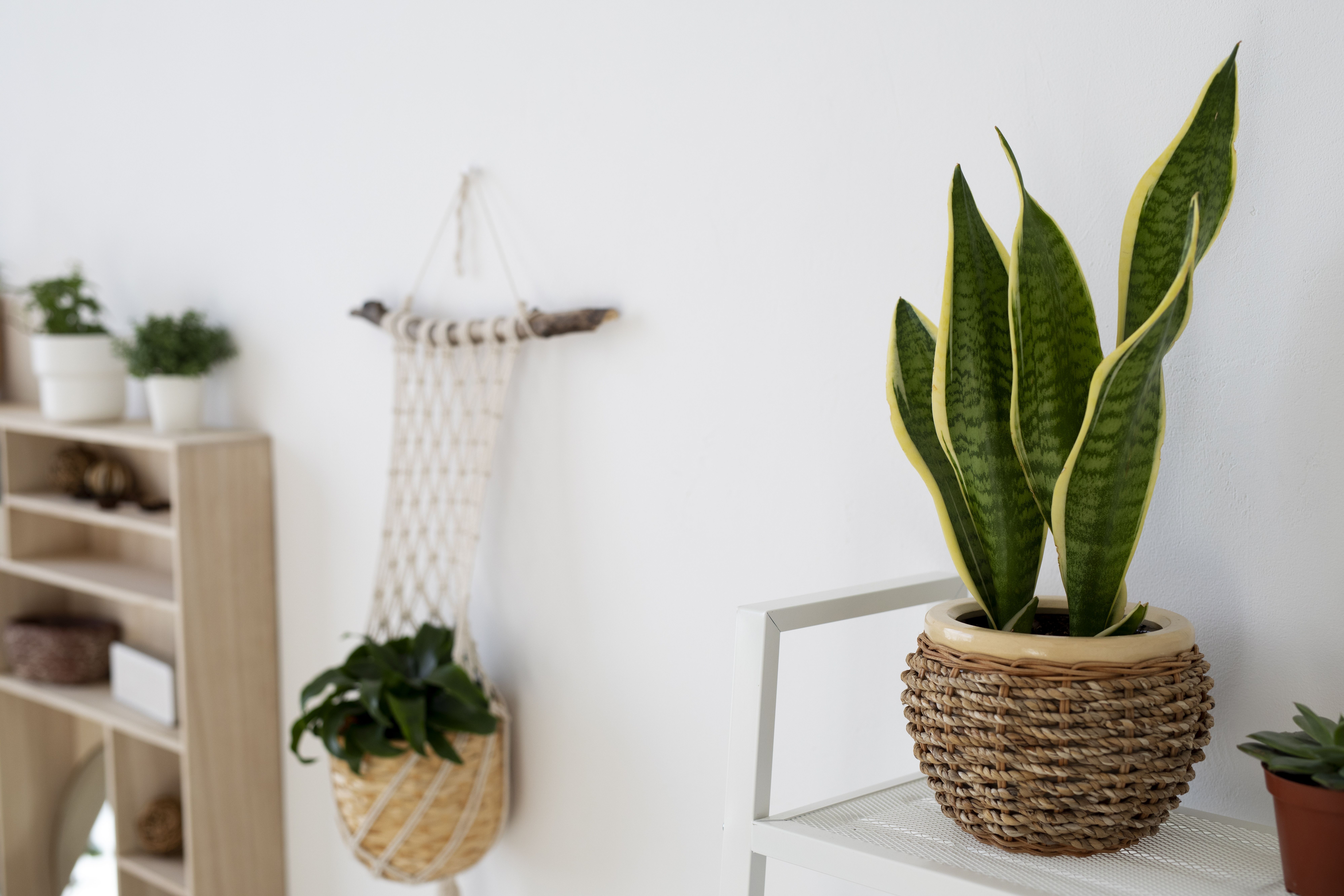 Feng-Shui-6-plantas-para-alinhar-a-energia-da-sua-casa
