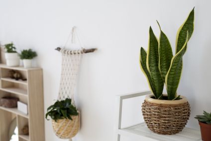 Feng-Shui-6-plantas-para-alinhar-a-energia-da-sua-casa
