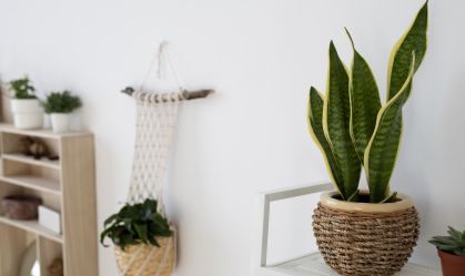 Imagem de destaque do post: Feng Shui: 6 plantas para alinhar a energia da sua casa