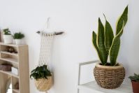Feng Shui: 6 plantas para alinhar a energia da sua casa
