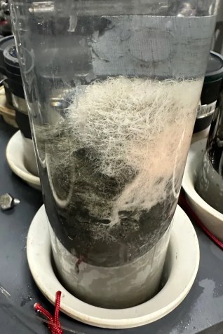 Microorganismos do gênero Asgard foram encontrados em amostras de lama coletadas na Bacia de Guaymas, no Golfo da Califórnia • Brett Baker/Fundação Nacional de Ciências