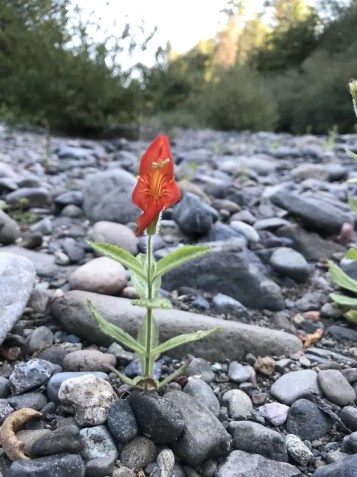 A flor-macaco-escarlate, ou Mimulus cardinalis, também é conhecida como Erythranthe cardinalis, após uma reclassificação botânica da espécie • Seema Sheth
