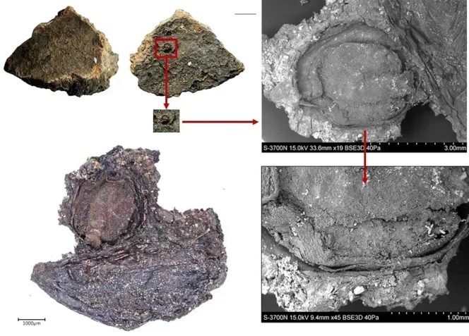 Os pesquisadores descobriram que algumas plantas, como a baga do viburno mostrada acima, eram populares em diversas regiões e ainda são usadas nos dias de hoje • Lara González Carretero/Universidade de York et al.