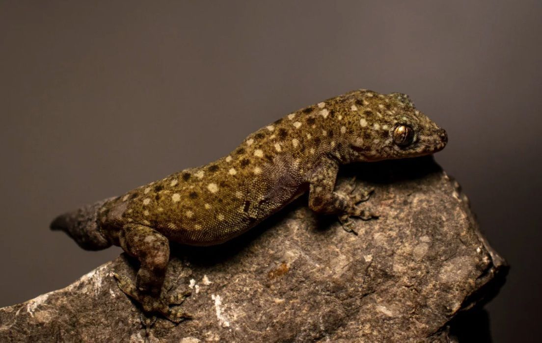 Esta espécie de lagartixa, encontrada em diferentes formações cársticas, é nova para a ciência • Hun Seiha/Fauna e Flora