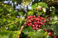 Câmbio e aumento de oferta pressionam cotações futuras do café em Nova York