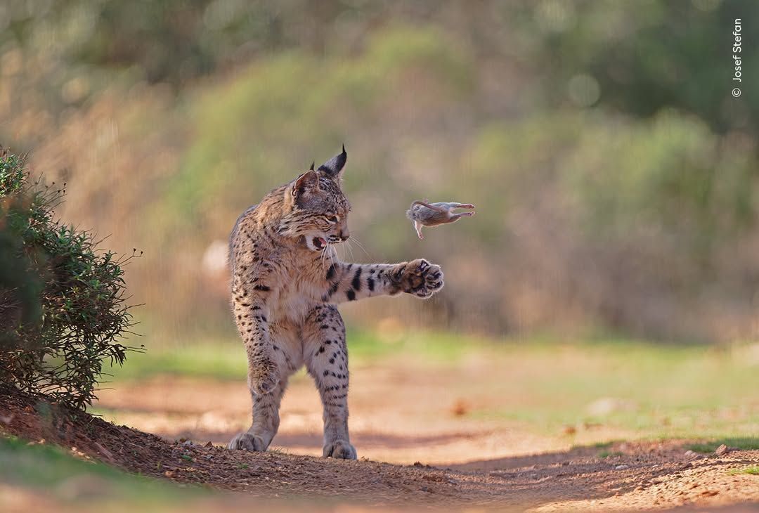 lince-foto-premio