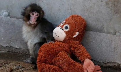 macaco punch foto