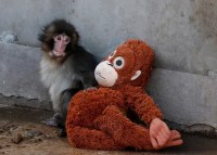 Pelúcia de macaco rejeitado vira objeto de desejo humano e estoque some