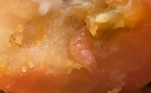 mc donalds larva
