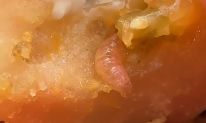 Turista encontra larva em lanche do McDonald’s em SP; vídeo viraliza