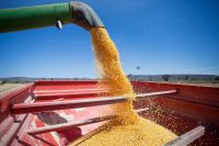 Mercado de defensivos para milho verão cresce 21%