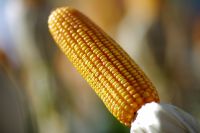 Cotação do milho recua 1,35% na Bolsa de Chicago com pressão de vendas