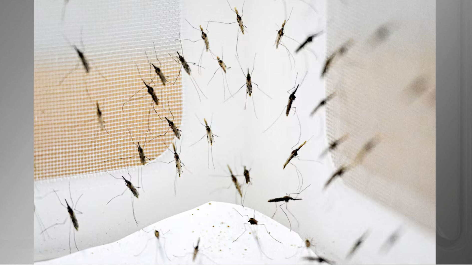 mosquitos