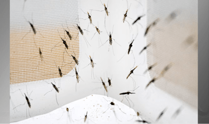 mosquitos